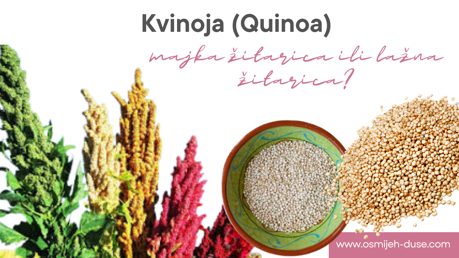 Kvinoja (Quinoa) - majka žitarica ili lažna žitarica