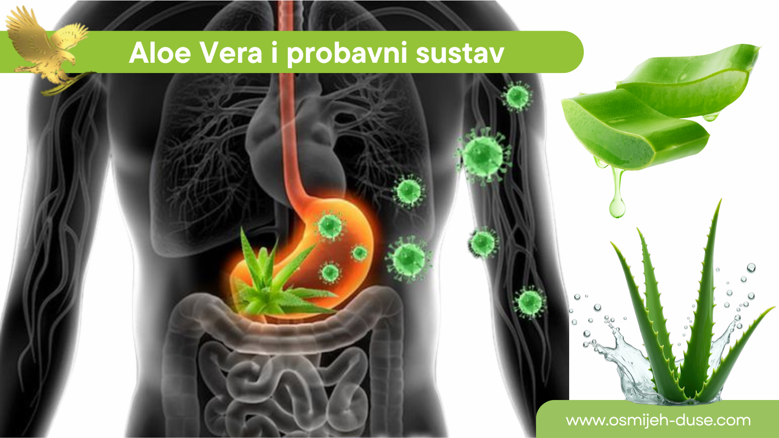 Aloe vera i probavni sustav