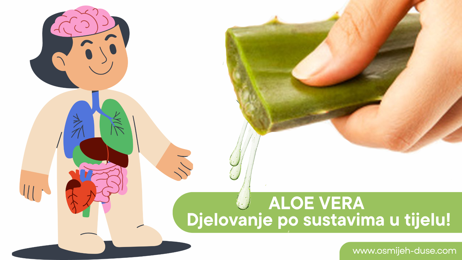 ALOE VERA - Djelovanje po sustavima u tijelu!