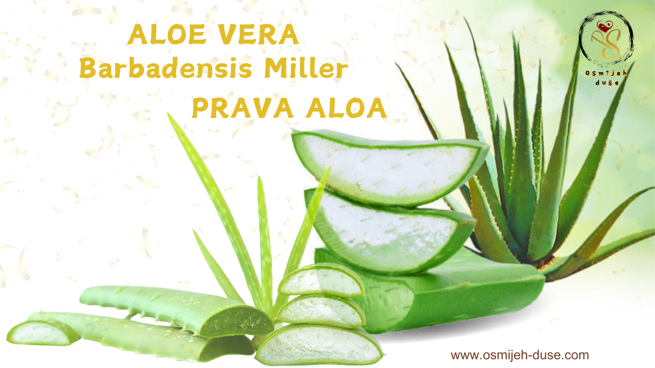 aloa-barbadensis-miller-ili-prava-aloa