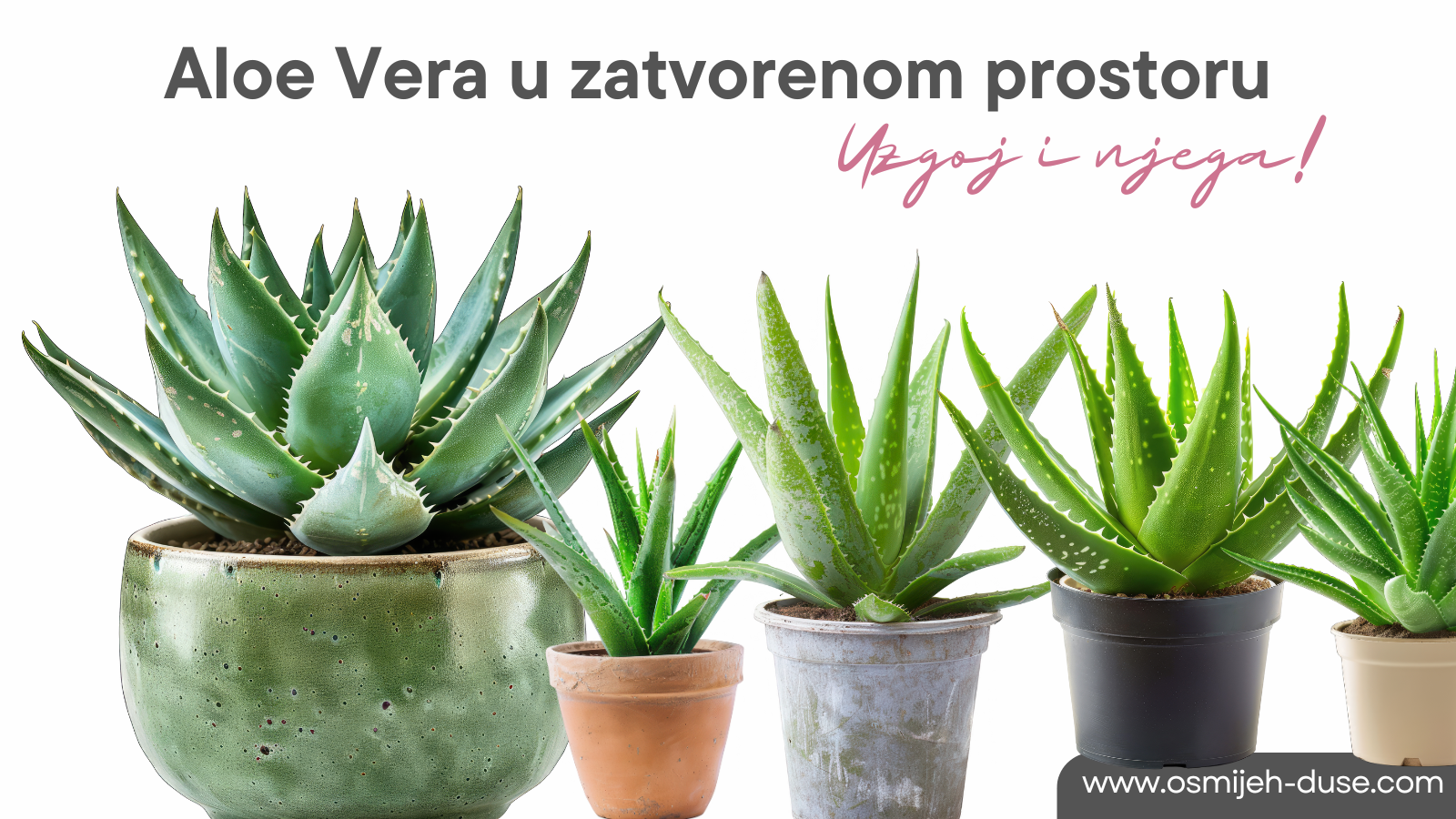 Aloe Vera u zatvorenom prostoru-uzgoj i njega!